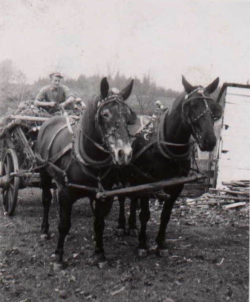 Hauling trees in the 1940s