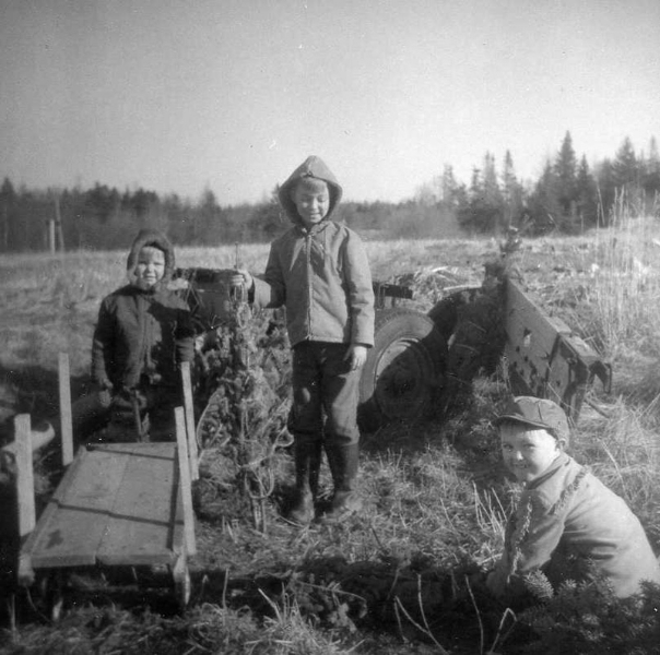 Jeff, Tommy and Glendon Reeves hauling little trees on wagons