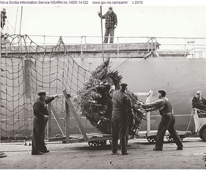 Loading trees to ship