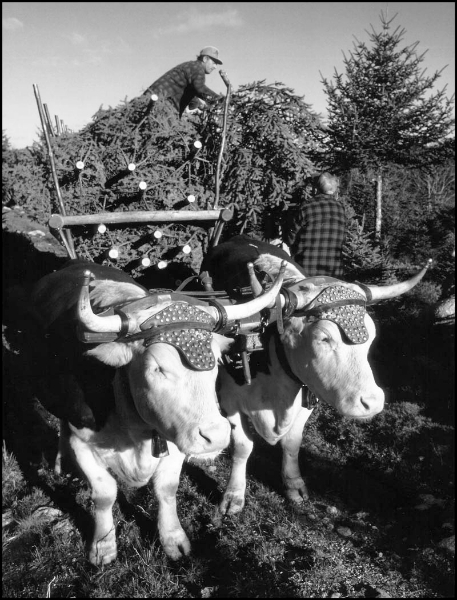 Oxen hauling trees