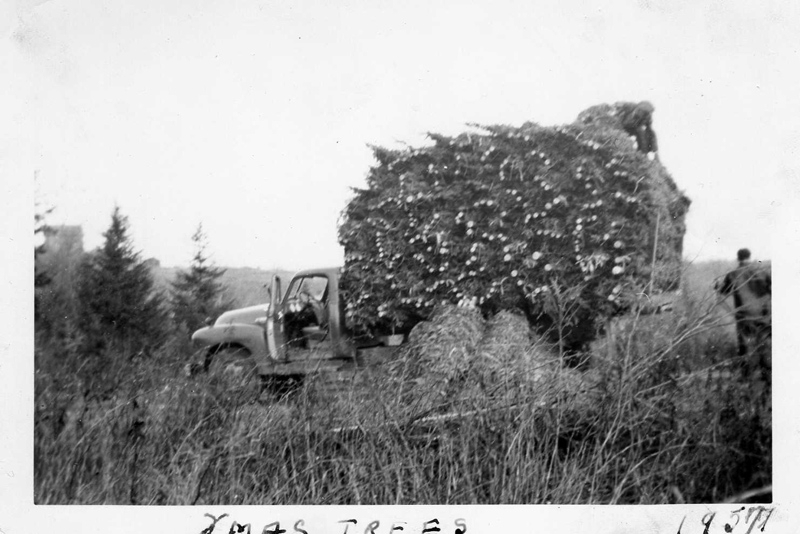 Trees purchased by Leonard Keddy in New Annan, NS - ca. 1957