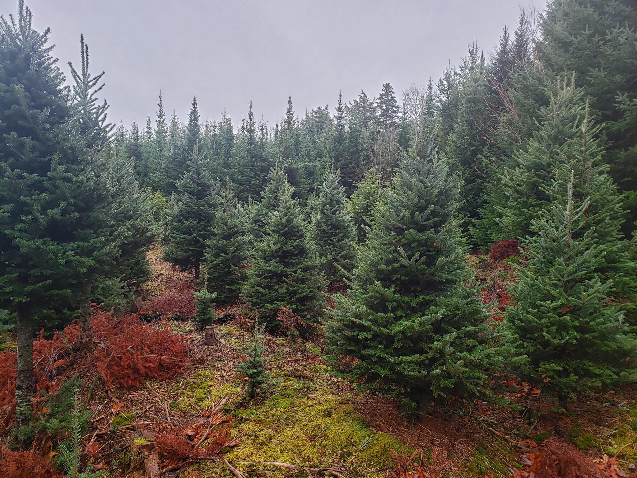 Choose & Cut: Matheson's U-Cut Christmas Trees